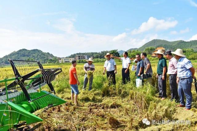 灵山县农业农村局在旧州镇举办2021年水稻机收减损暨新农机具推广现场