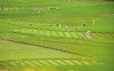 【农科讲堂】@稻农们,权威水稻种植技术大纲来了