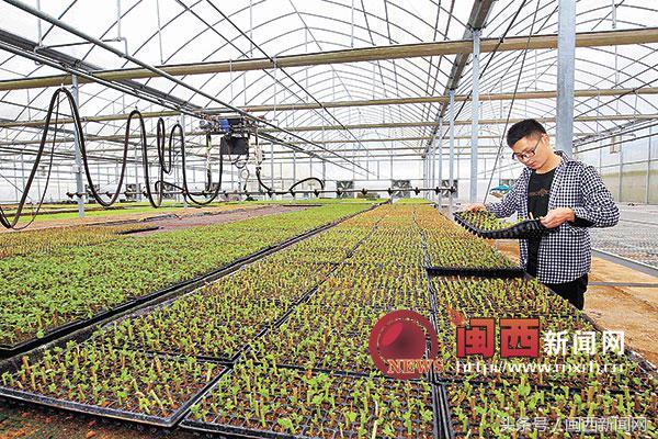 上杭绿欣农业发展积极开展蔬菜“五新”技术示范推广